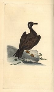 Wagelmöwe, Jungtier der Mantelmöwe, Larus marinus. Handkolorierte Kupferplatte gezeichnet und graviert von Edward Donovan aus seiner Natural History of British Birds, London von Edward Donovan