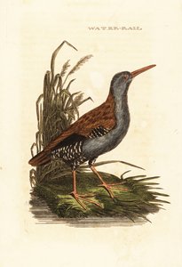 Wasserralle, Rallus aquaticus von Edward Donovan