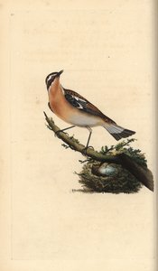 Braunkehlchen, Saxicola rubetra. Handkolorierte Kupferstich von Edward Donovan aus seiner Natural History of British Birds, London von Edward Donovan