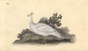 Weißhaubenpfau (weiblich), Pavo cristatus. Handkolorierte Kupferstich von Edward Donovan aus seiner Natural History of British Birds, London