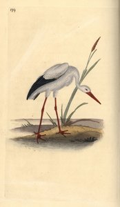 Weißstorch, Ciconia ciconia. Handkolorierte Kupferstichzeichnung und -gravur von Edward Donovan aus seinem eigenen „Natural History of British Birds“, London
