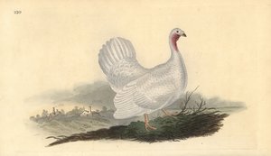Weißer Truthahn, Melagris gallopavo (Variante). Handkolorierte Kupferplatte gezeichnet und graviert von Edward Donovan aus seiner eigenen „Natural History of British Birds,“ London
