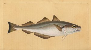 Wittling, Merlangius merlangus. Handkolorierte Kupferstichzeichnung und -gravur von Edward Donovan aus seiner „Natural History of British Fishes“ von Edward Donovan