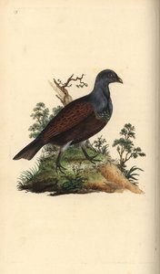 Auerhuhn, Tetrao urogallus. Handkolorierte Kupferstichzeichnung und -gravur von Edward Donovan aus seiner Natural History of British Birds, London von Edward Donovan