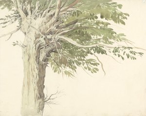 Studie eines beschnittenen Baums - eine Weide