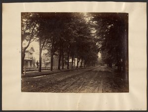 [Baumgesäumte Straße]