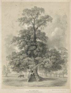 Ulme im Hyde Park, London