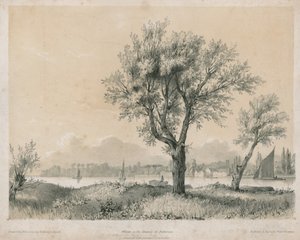 Weiden an der Themse bei Battersea