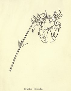 Crabbia Horrida von Edward Lear