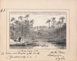 Illustration zu Tennysons "Du fragst mich warum": Areka-Palmen, Ratanapooru, Ceylon - `Ich werde sehen, bevor ich sterbe, die Palmen und Tempel des Südens