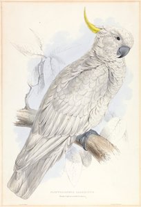 Plyctolophus Galeritus. Großer Gelbhaubenkakadu von Edward Lear