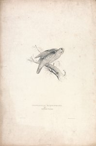 Psittacula Rubrifrons/ Rotstirnsittich (Tafel 41)