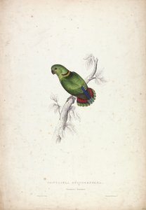 Psittacula Swinderniana. Swinderns Sittich