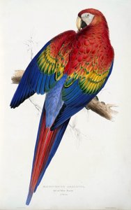 Roter und Gelber Ara (Macrocercus aracanga), aus Illustrations of the Family of Psittacida, or Parrots, veröffentlicht 1832