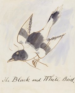 Der schwarz-weiße Vogel, aus Sechzehn Zeichnungen komischer Vögel