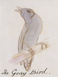 Der Graue Vogel, aus 