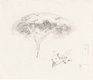 Schirmkiefer und andere Studien von Edward Lear