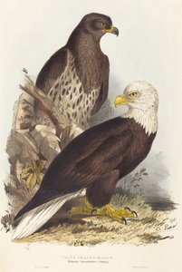 Weißkopfseeadler (Haliaetus leucocephalus) von Edward Lear