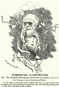 Punch-Karikatur: Vorgeschlagene Illustration für Dr. Darwins Bewegungen und Gewohnheiten von Kletterpflanzen