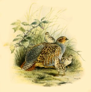 Rebhuhn und Küken, 1877, 1942