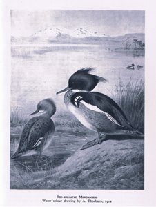 Gänsesäger, Natur in Großbritannien veröffentlicht von Collins, 1946 von Edward Neale