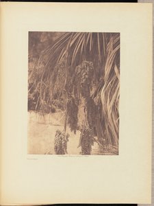 Palmfrucht