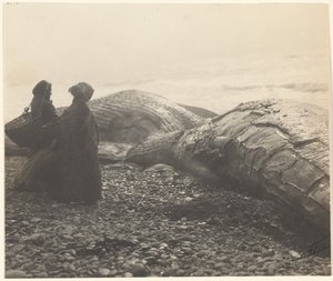 [Teilweise geschlachteter Wal - Makah] [Der gefangene Wal] von Edward S. Curtis
