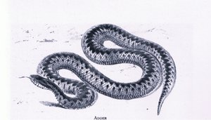 Kreuzotter, Nature in Britain, veröffentlicht von Collins von Edward William (after) Cooke