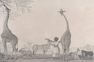 Die majestätischen und anmutigen Giraffen oder Kameleoparden, mit einigen seltenen Tieren der Gazelle..., 1838 von Edward Williams Clay