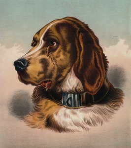 Der Bluthund (?) (Farblithografie) von Edwin (after) Landseer