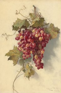 Trauben vor weißer Wand von Edwin Deakin