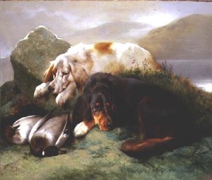 Englische und Gordon-Setter mit Stockente