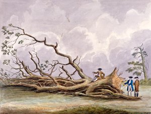 Bäume beschädigt durch einen Sturm am 15. Oktober, Roehampton, London von Edwin Edwards
