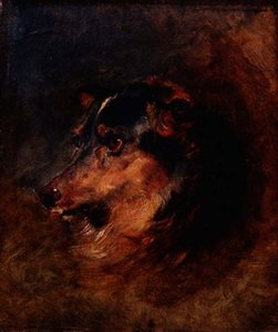 Kopfstudie eines Collie-Hundes von Edwin Landseer