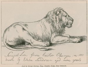 Senegallöwe aus Exeter Change von Edwin Landseer