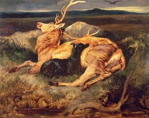 Hirsch
