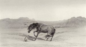 Erschrocken! von Edwin Landseer
