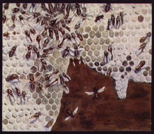 Bienen bei der Arbeit an der Wabe (Farblithografie)