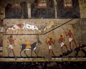 Ägyptische Antiquität: der Transport von Weizen auf dem Rücken von Maultieren und auf dem Rücken von Sklaven. Fresko aus dem Grab der Königin Neferou III. 12. Dynastie. 2200-2000 v. Chr. Aus El Ghebelen. Turin, Ägyptisches Museum