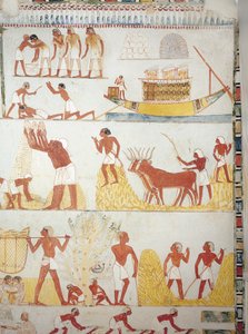 Boot und Szenen der Ernte, des Sammelns, des Transports und der Verarbeitung von Getreide, Fresko, Südflügel, Querraum, Thebanisches Grab TT69, Sheikh Abd el-Qurna, Theben (Unesco-Weltkulturerbe)