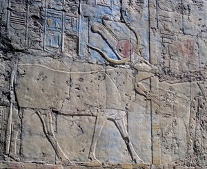 Göttin Hathor in Form einer heiligen Kuh, bemaltes Relief, Kapelle der Hathor, Totentempel der Königin Hatschepsut, auch bekannt als Djeser-Djeseru, Deir el-Bahri, Theben (Unesco-Welterbeliste) von Egyptian 18th Dynasty