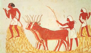 Mit Kühen Weizen dreschen, aus dem Grab von Menna, Neues Reich (Wandmalerei) von Egyptian 18th Dynasty