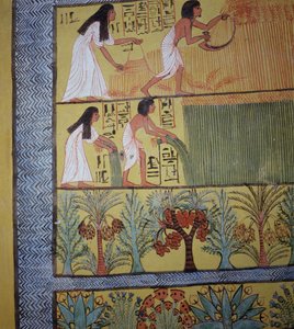Detail einer Ernteszene an der Ostwand, aus dem Grab von Sennedjem, Das Arbeiterdorf, Neues Reich von Egyptian 19th Dynasty