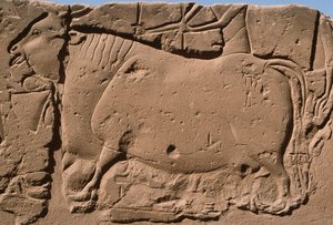 Detail eines Reliefs, das eine Kuh darstellt, Ramses II. (1298-32 v. Chr.) Hof