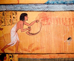 Ägyptische Kunst: Grab des Senenmut. Die Verstorbenen mähen das Weizenfeld der Heiligen. Eine Sense wird verwendet, um die Weizenähren zu schneiden und das Getreide zu ernten. 19. Dynastie von Egyptian 19th Dynasty