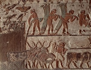 Ernte von Papyrus und eine Gruppe von Kühen, Altes Reich