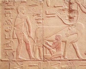 Relief, das einen Mann zeigt, der eine Kuh melkt, aus dem Mastaba von Kagemni, Altes Reich