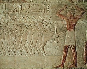 Relief, das einen Treiber zeigt, der eine Gruppe von Rindern antreibt, aus der Mastaba von Mereruka, Altes Reich