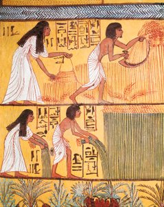 Detail einer Ernteszene an der Ostwand, aus dem Grab von Sennedjem, Das Dorf der Arbeiter von Egyptian Egyptian