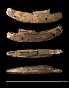 Modellboot, Hierakonpolis, Frühdynastische Periode (ca. 2950 - ca. 2575 v. Chr.) (geschnitztes Elfenbein)